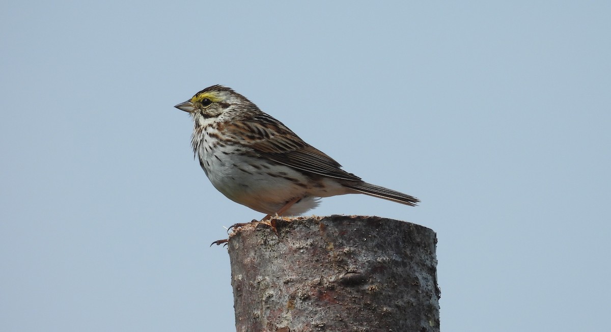 Savannah Sparrow - ML620837593