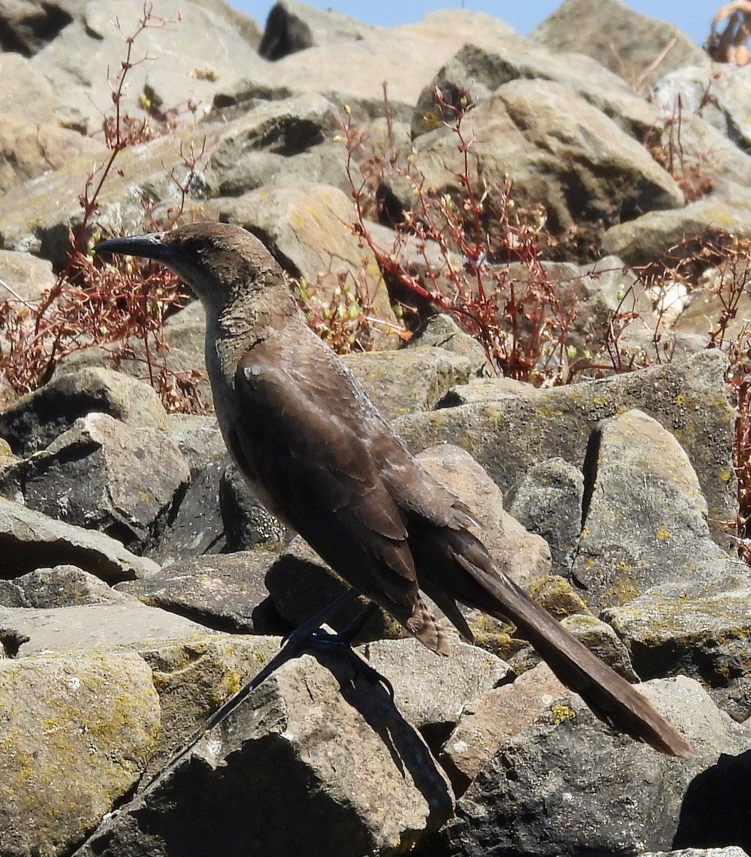 Great-tailed Grackle - ML620837596