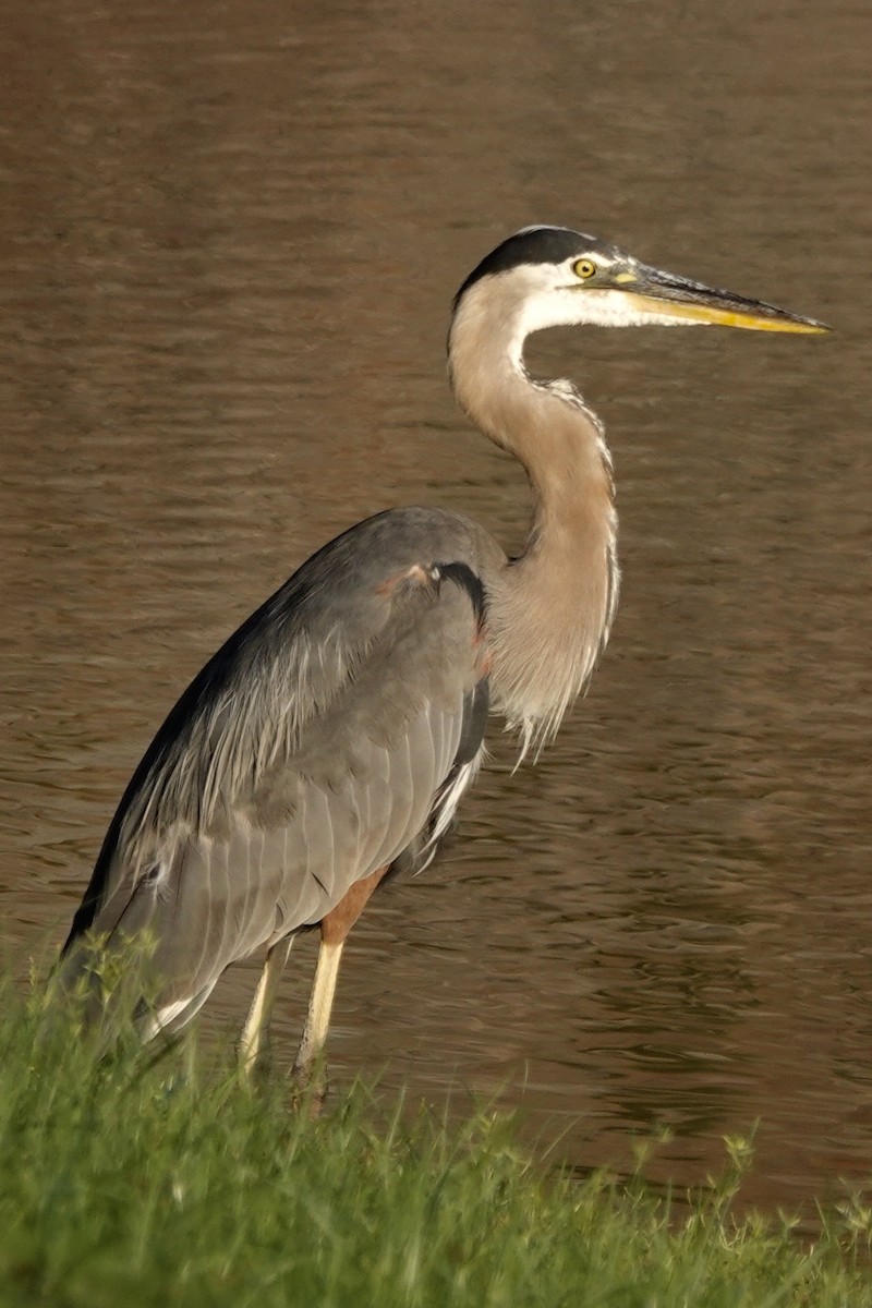 Garza Azulada - ML620837610