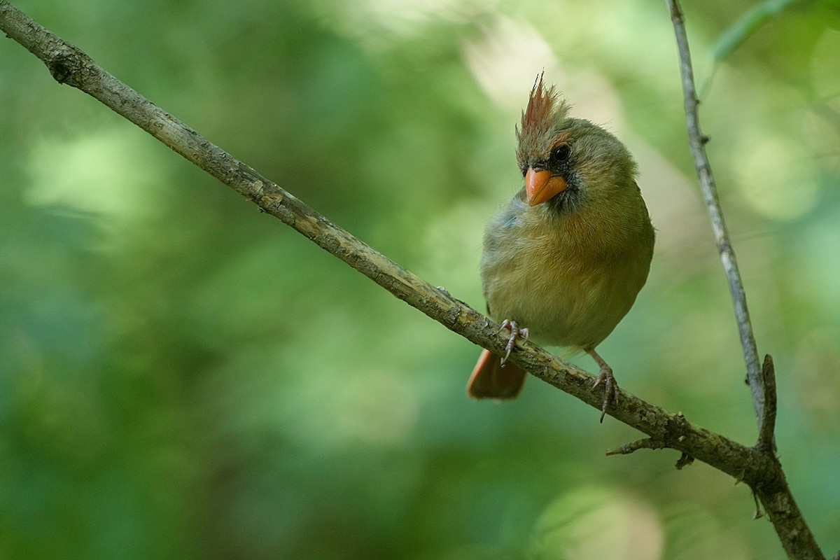 Northern Cardinal - ML620837628