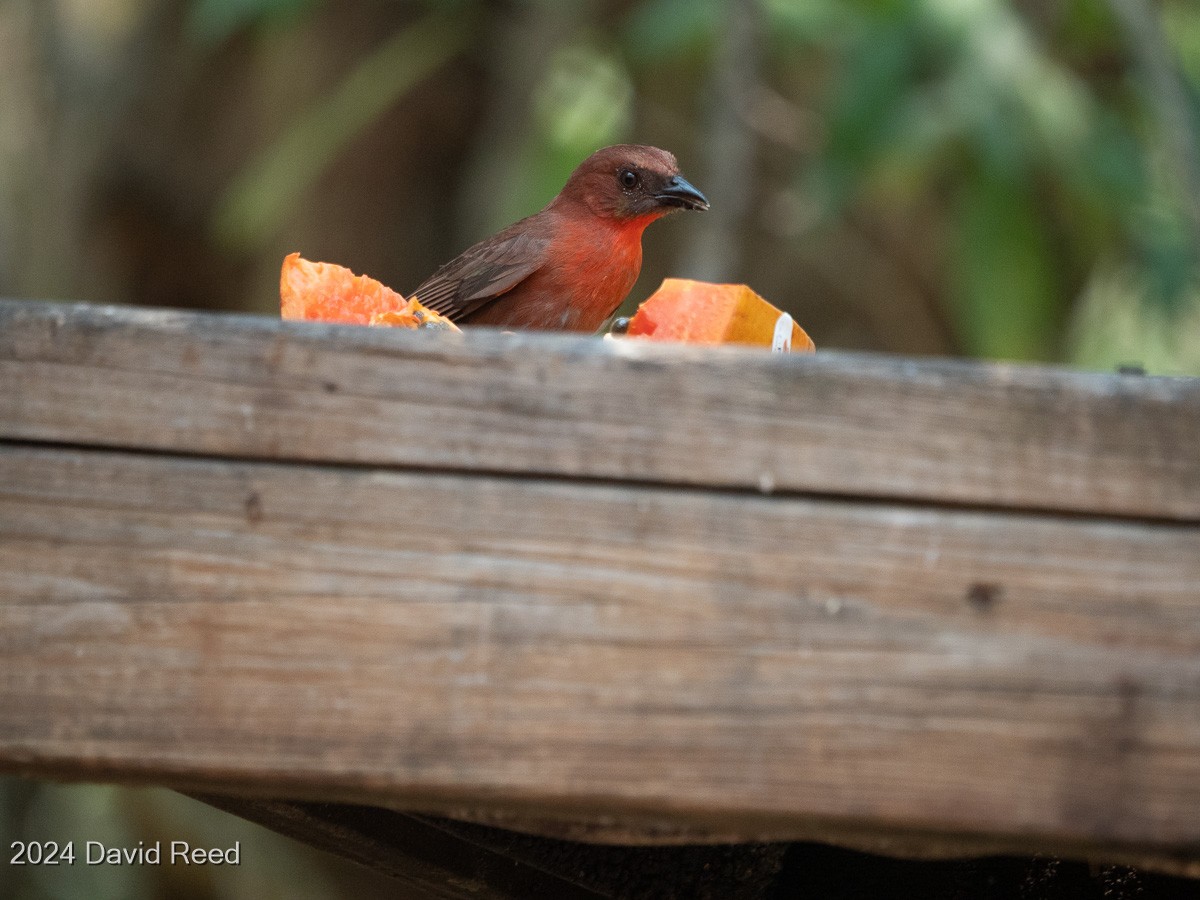 Red-throated Ant-Tanager - ML620837671