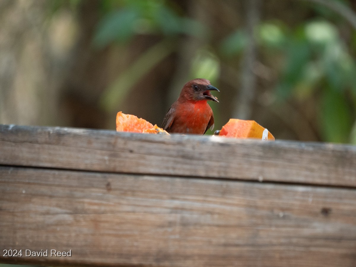 Red-throated Ant-Tanager - ML620837675