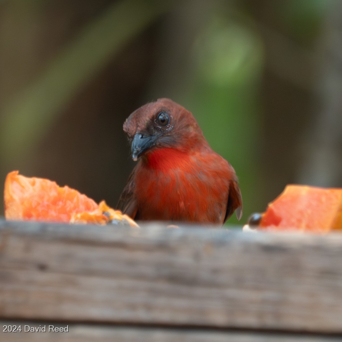 Red-throated Ant-Tanager - ML620837676