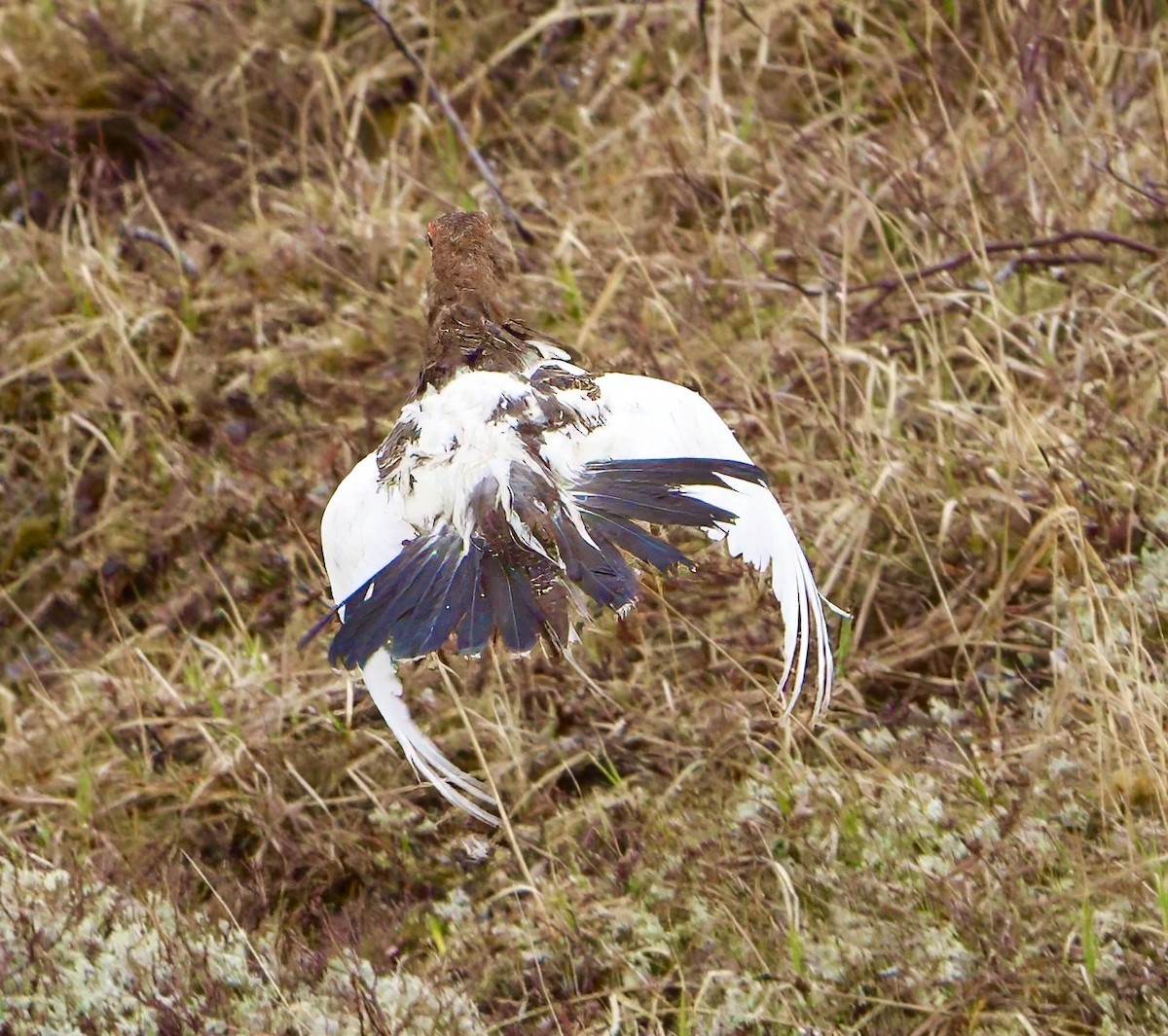 Moorschneehuhn - ML620837685