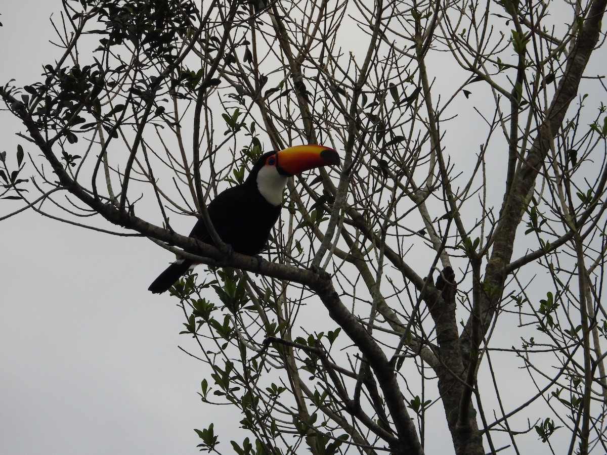 Toucan toco - ML620837689