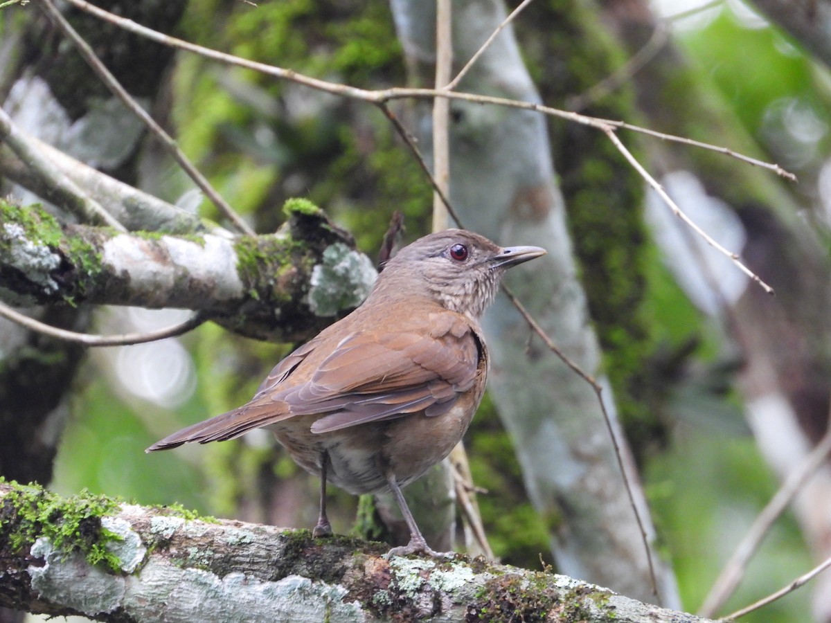Pale-breasted Thrush - ML620837693