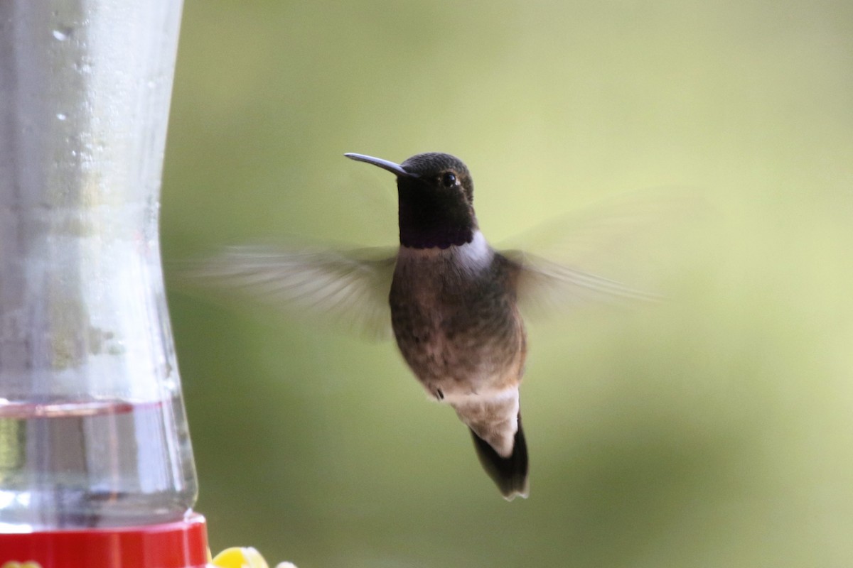 Black-chinned Hummingbird - ML620837694