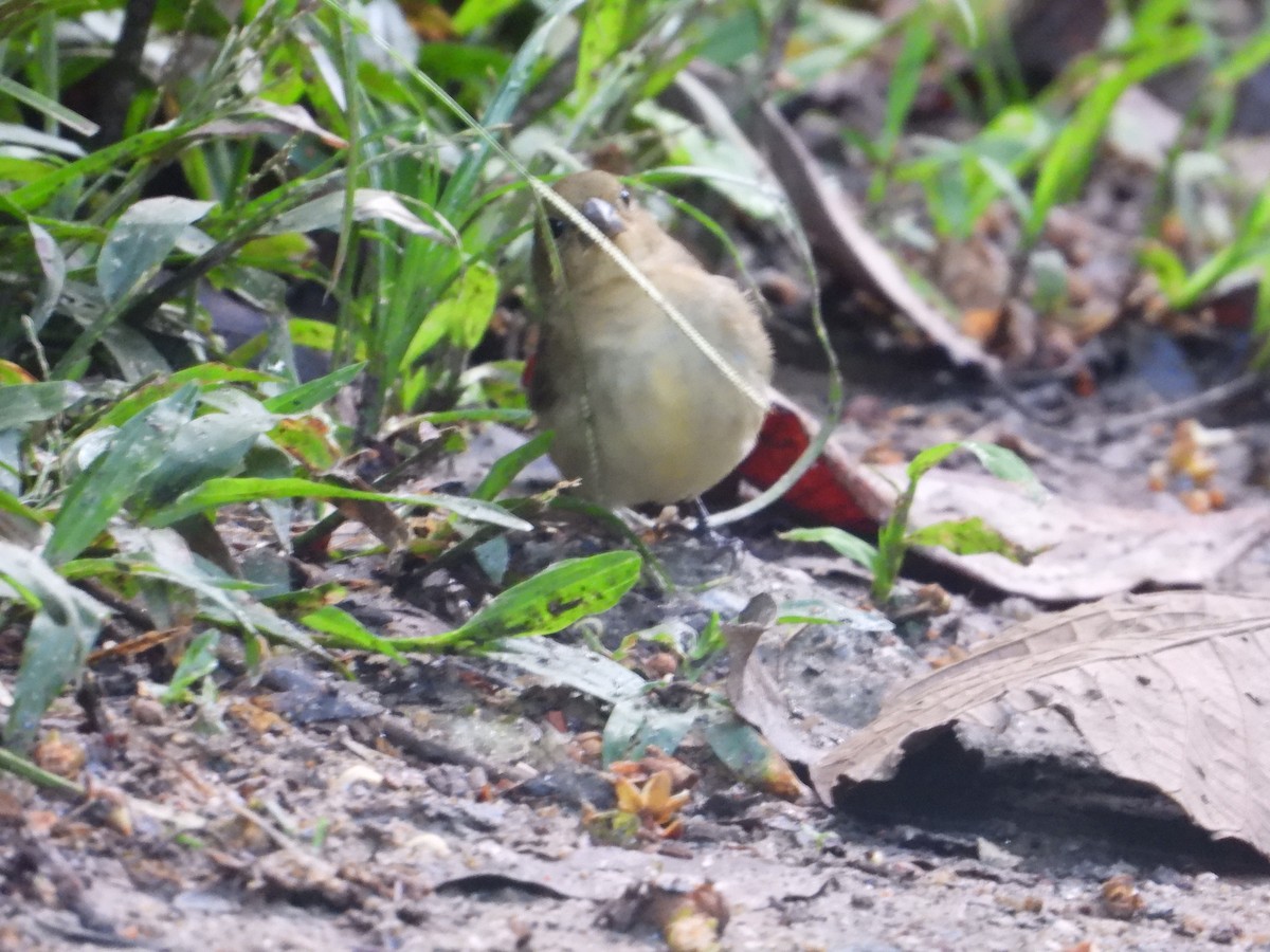 Yellow-bellied Seedeater - ML620837700