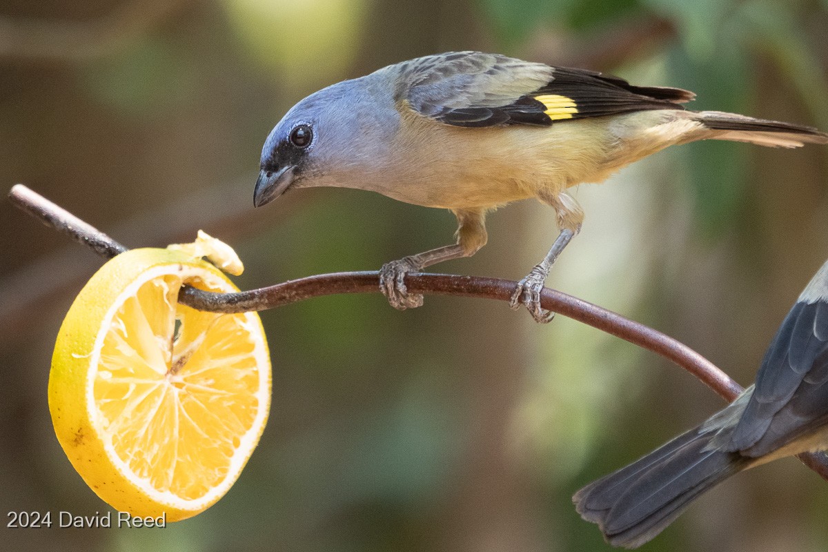 Yellow-winged Tanager - ML620837703