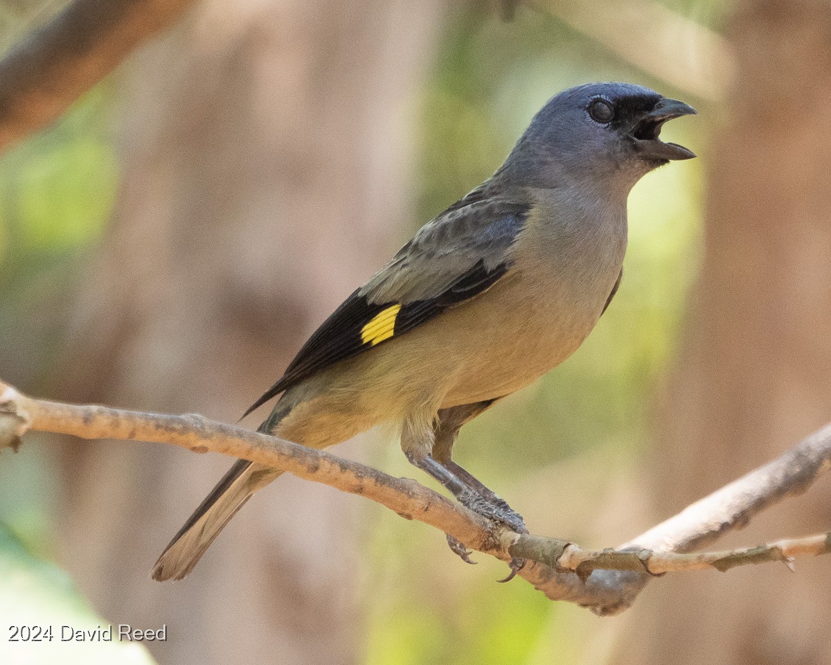 Yellow-winged Tanager - ML620837704
