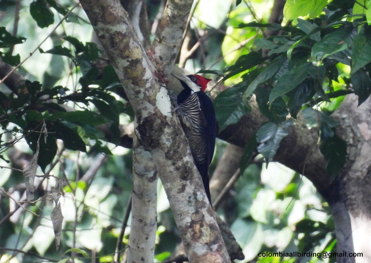 Crimson-crested Woodpecker - ML620837708