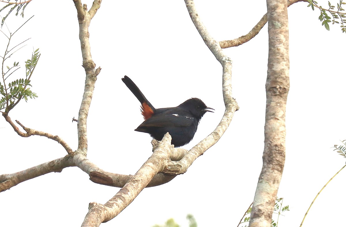 Indian Robin - ML620837717