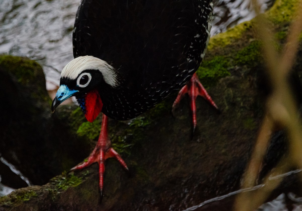 Black-fronted Piping-Guan - ML620837728