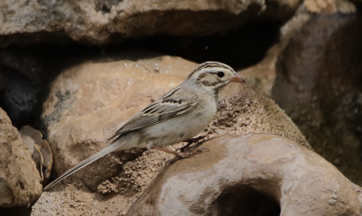 Clay-colored Sparrow - ML620837753