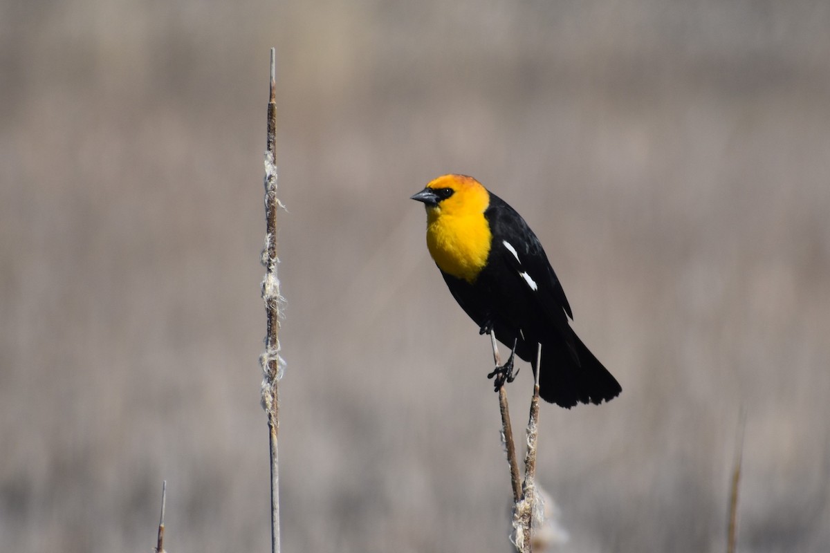 Yellow-headed Blackbird - ML620837761