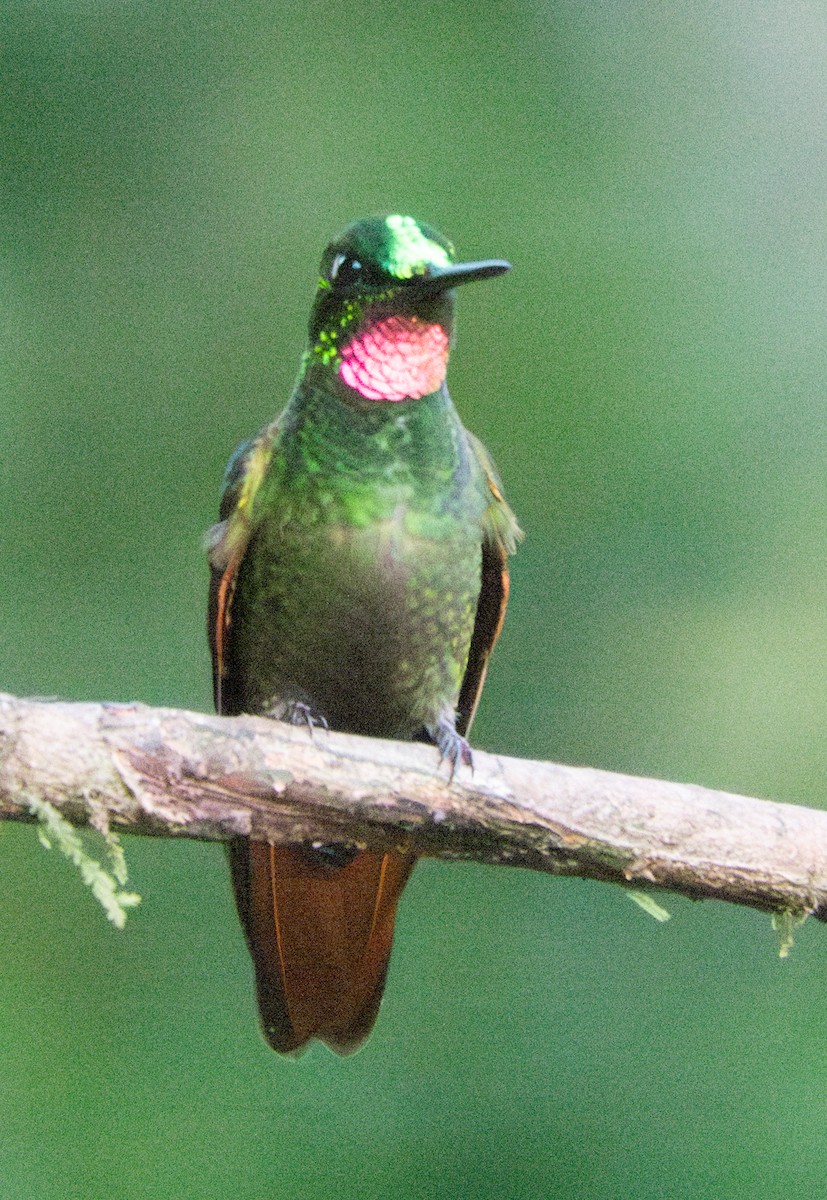 kolibřík brazilský - ML620837788
