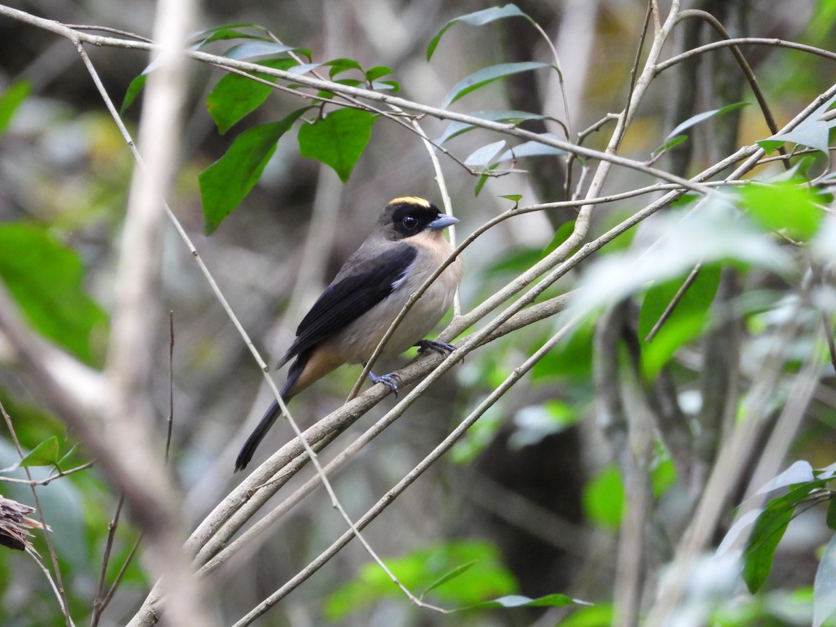 Black-goggled Tanager - ML620837792