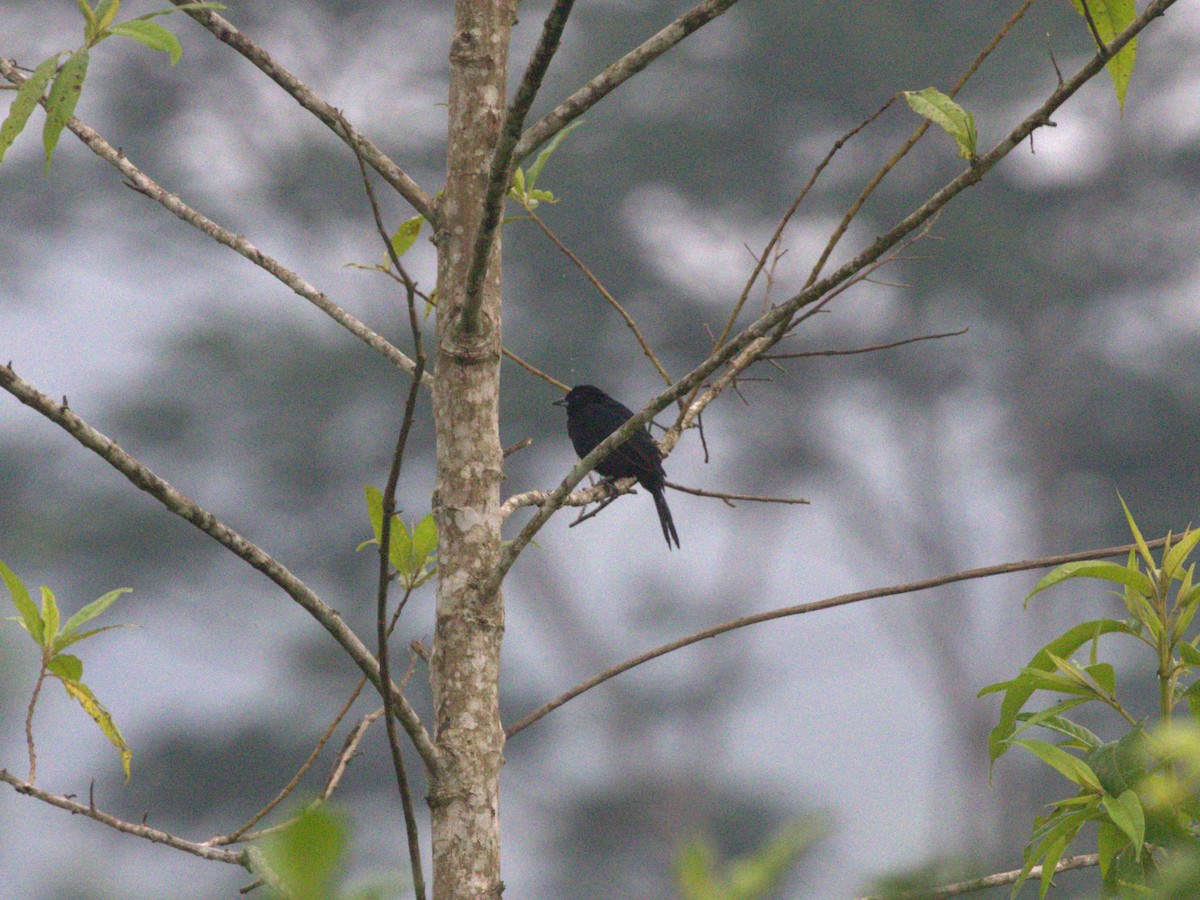 White-lined Tanager - ML620837812