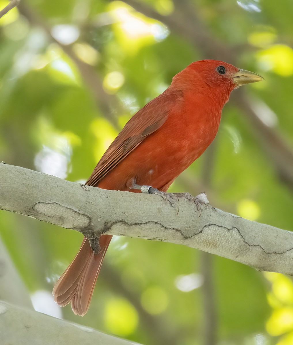 Summer Tanager - Stephen Myers