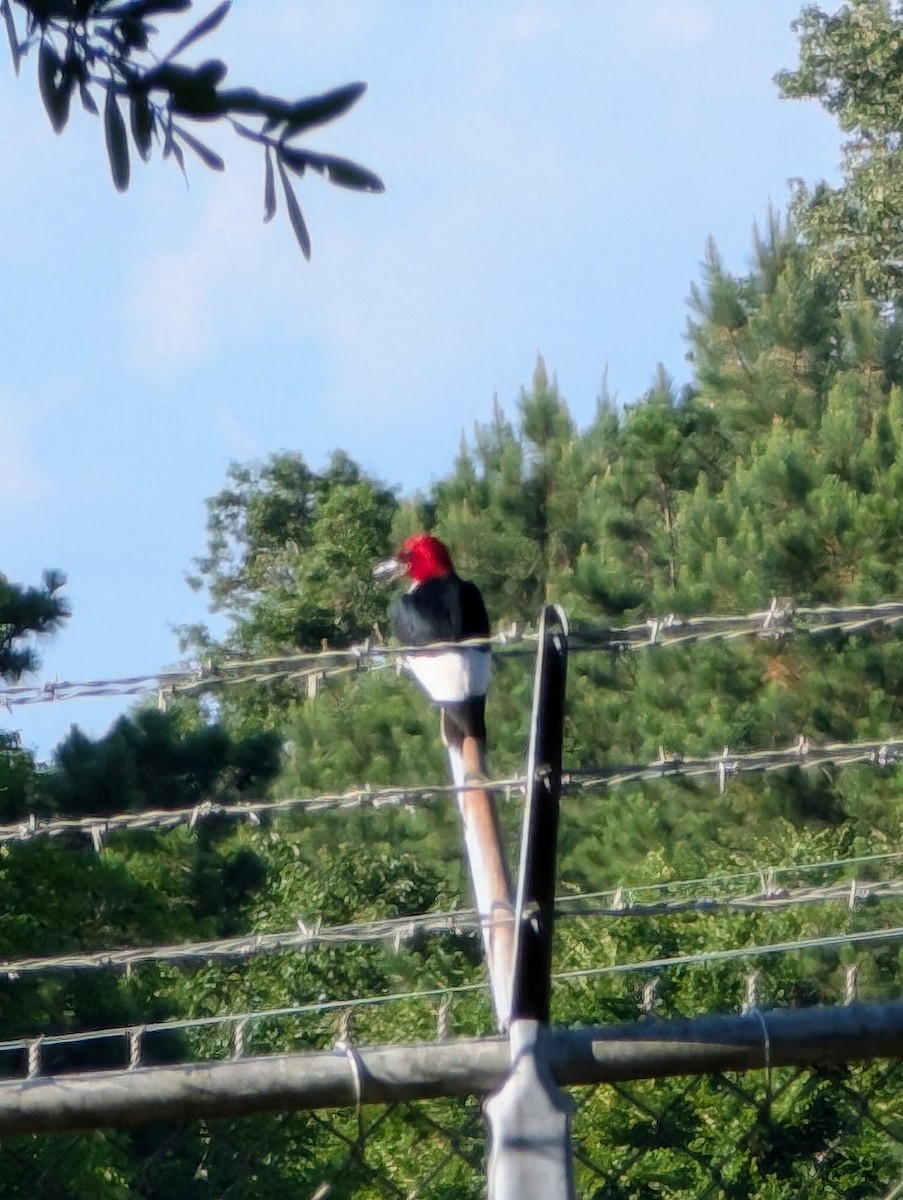 Red-headed Woodpecker - ML620837843