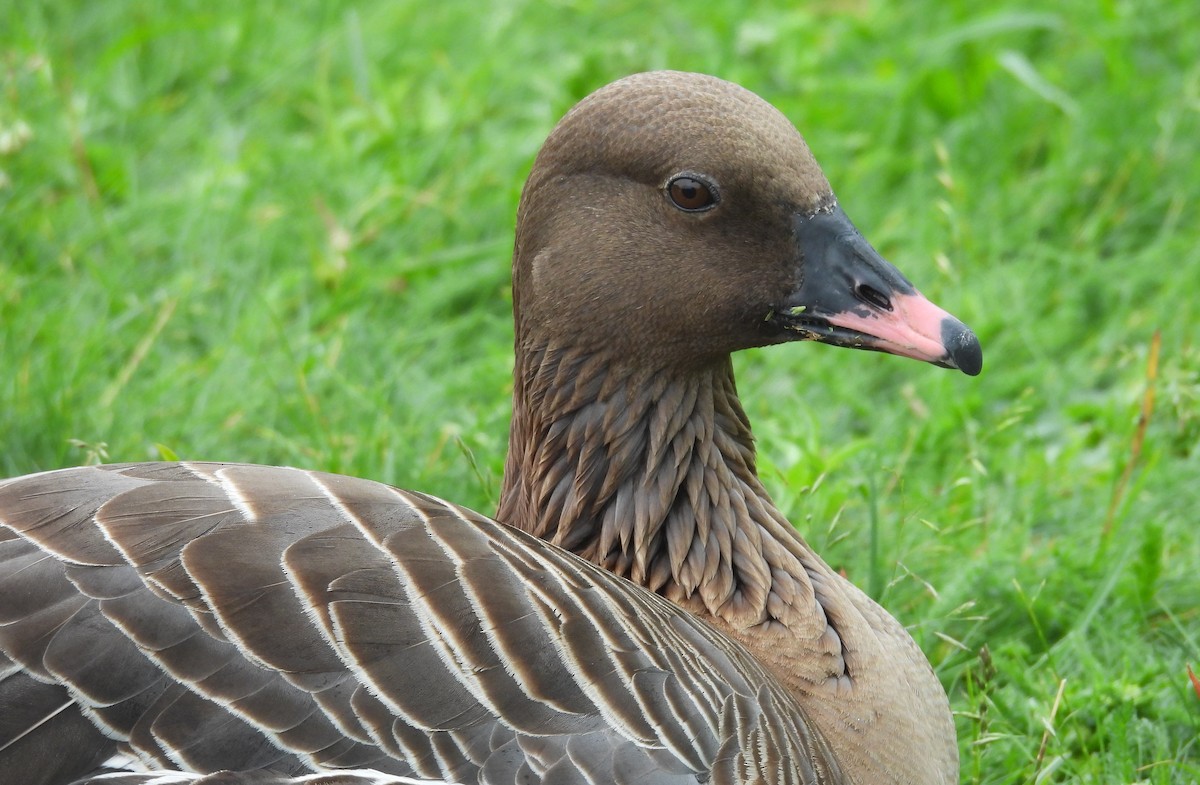 Pink-footed Goose - ML620837863