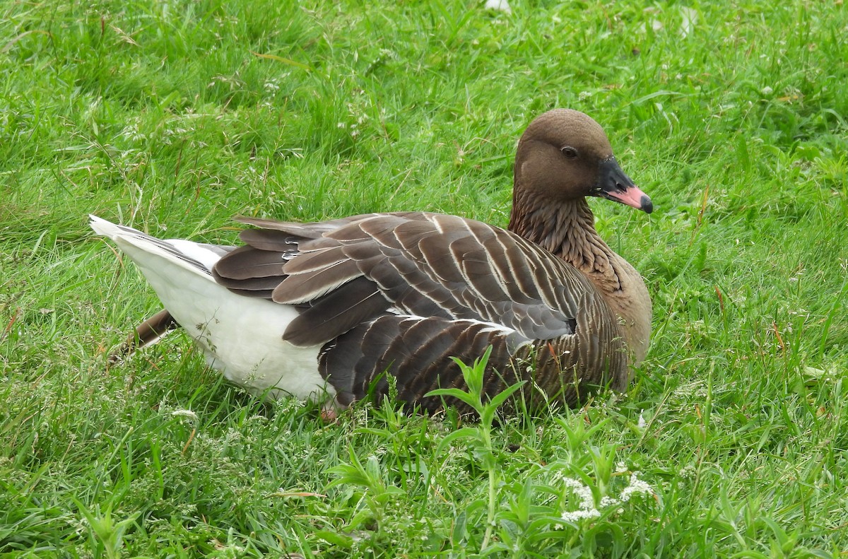 Pink-footed Goose - ML620837874