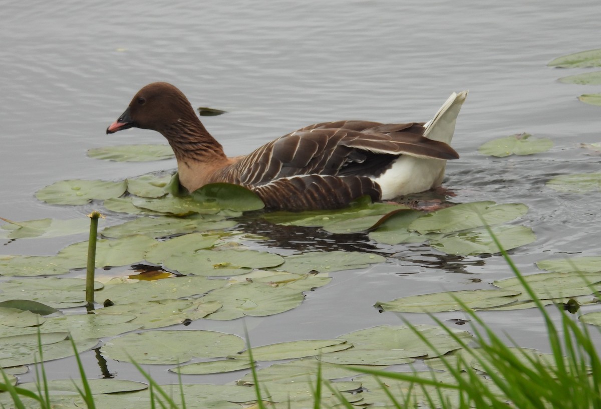 Pink-footed Goose - ML620837875