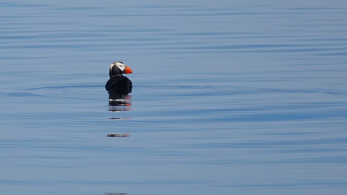 Tufted Puffin - ML620837892