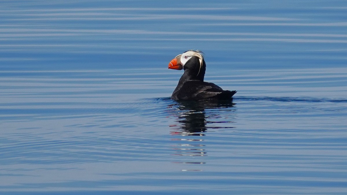 Tufted Puffin - ML620837893