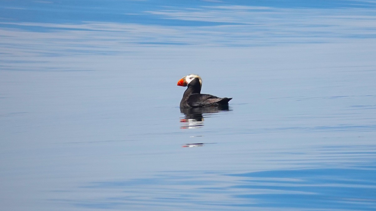 Tufted Puffin - ML620837895