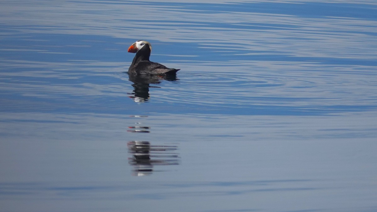 Tufted Puffin - ML620837896