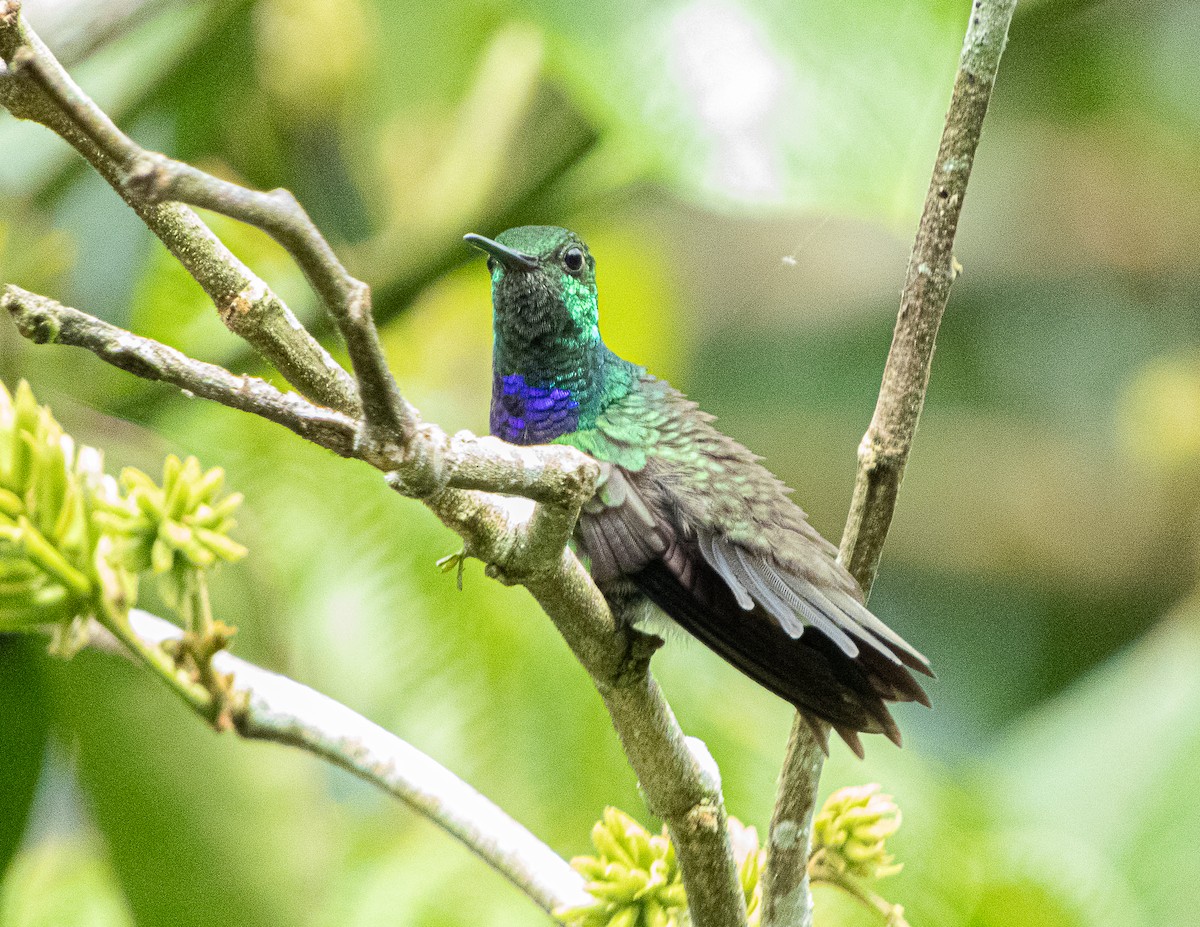 kolibřík západokolumbijský - ML620837906