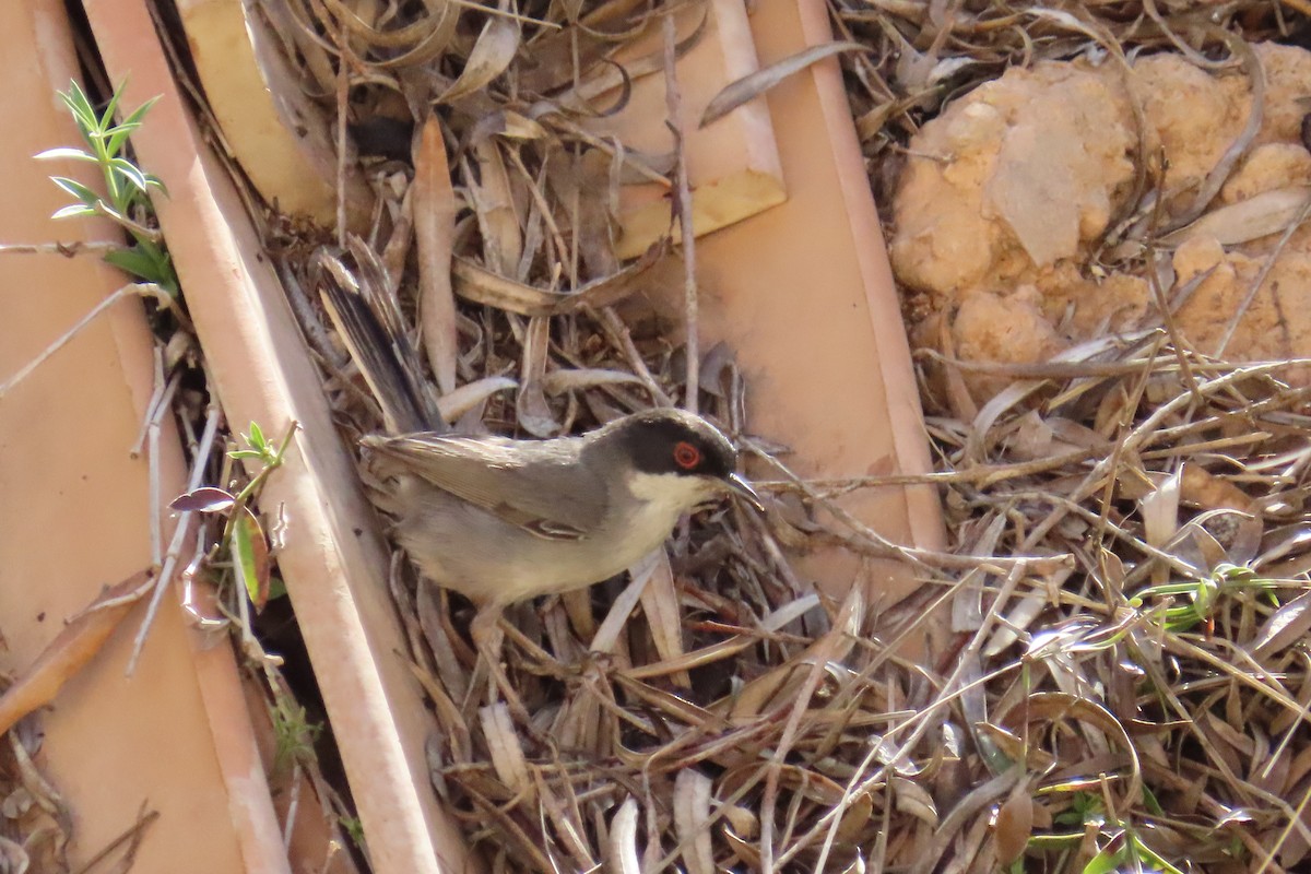 Sardinian Warbler - ML620837939