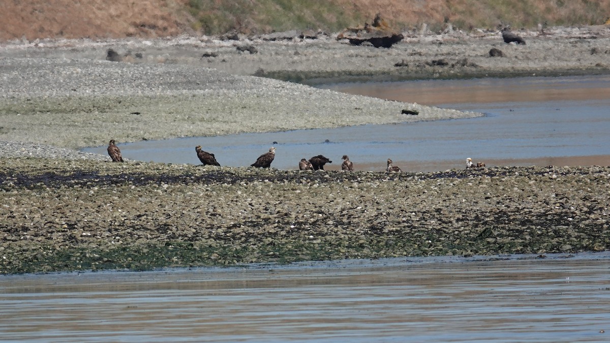 Bald Eagle - ML620837941