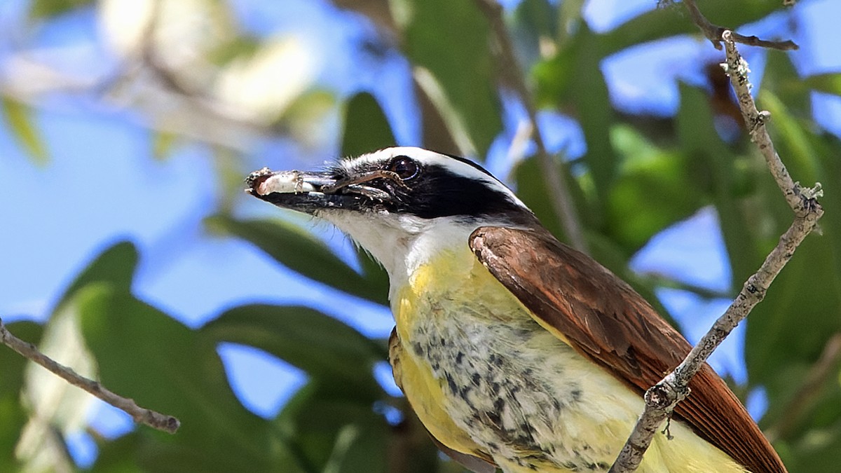 Great Kiskadee - ML620837952