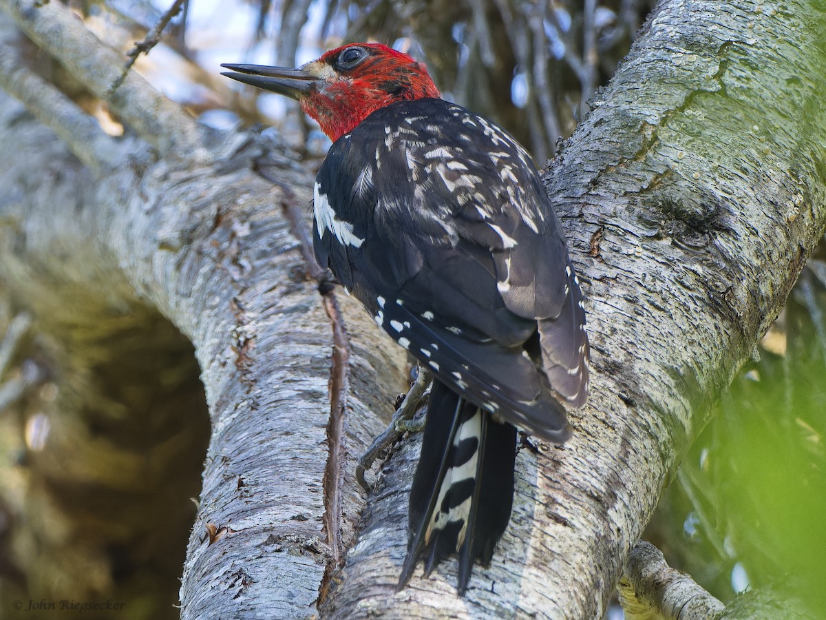 Red-breasted Sapsucker - ML620837968