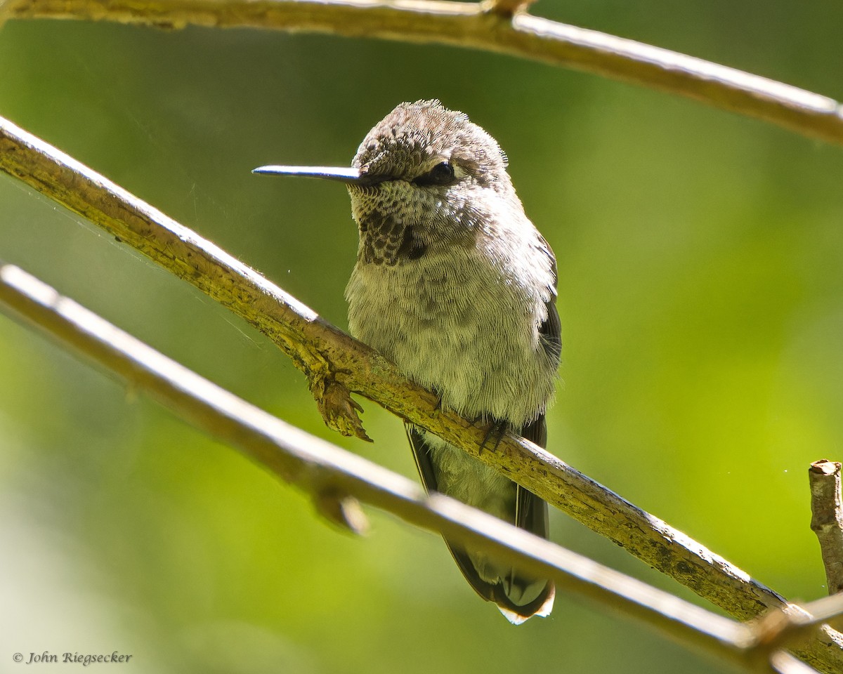 Anna's Hummingbird - ML620837972