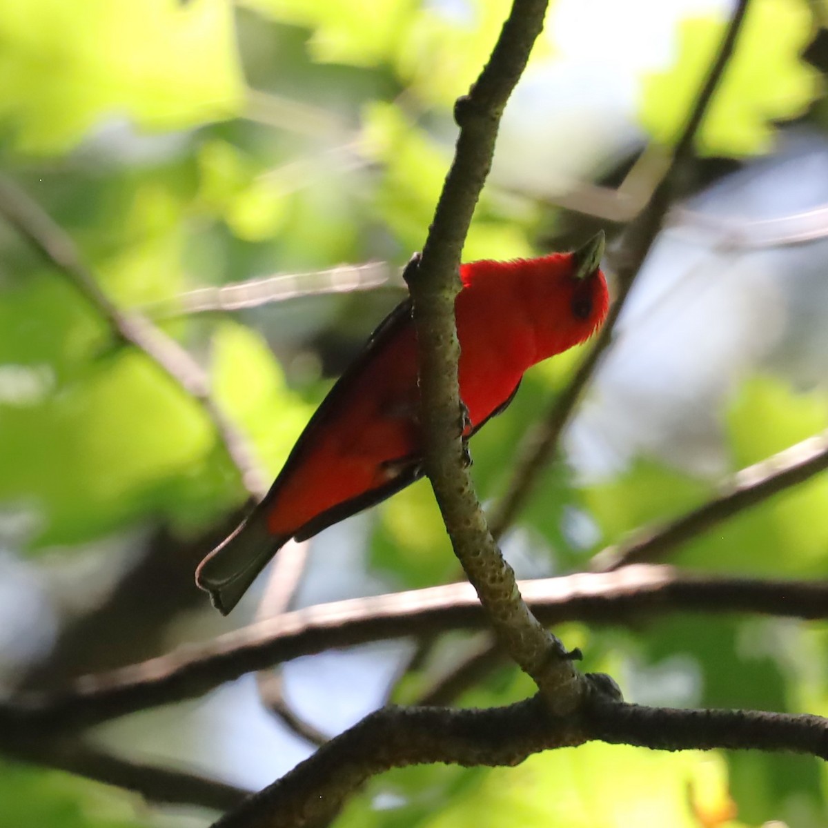 Scarlet Tanager - ML620837992