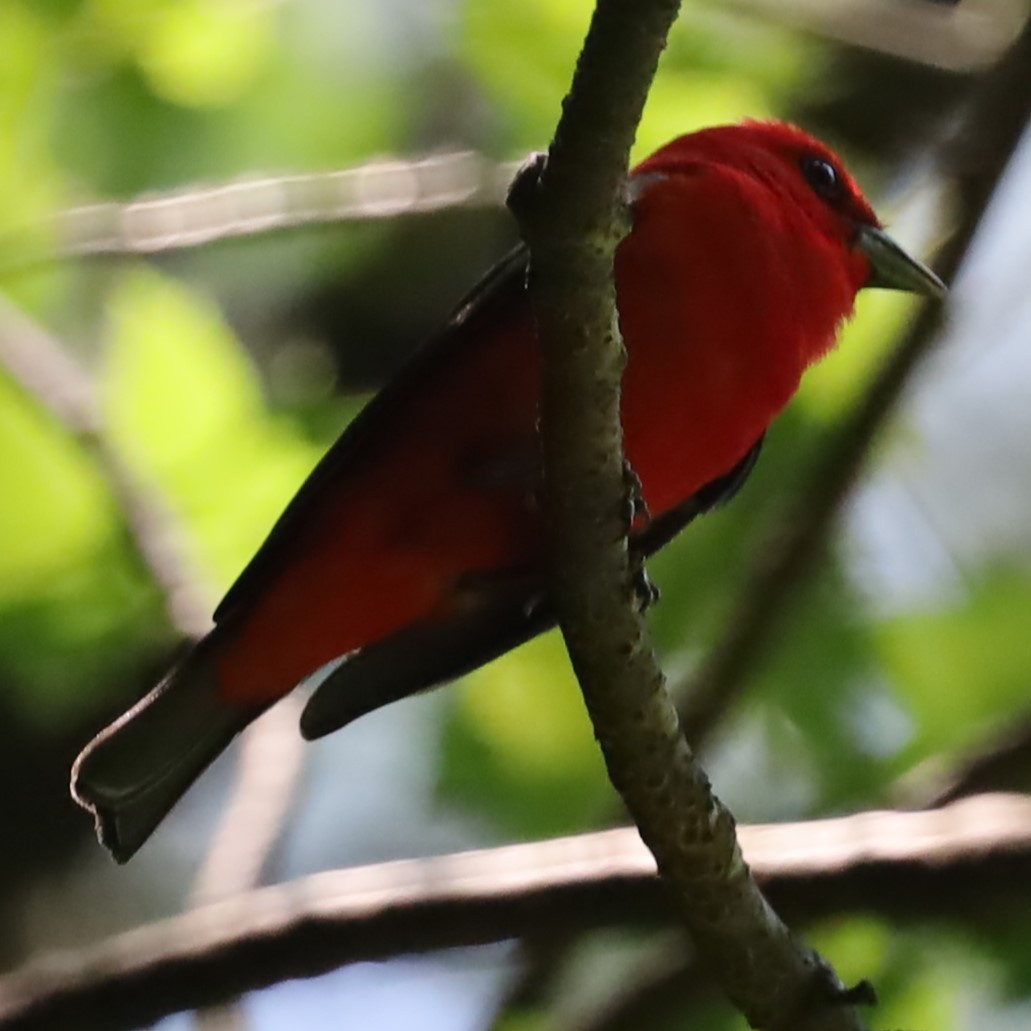 Scarlet Tanager - ML620837996