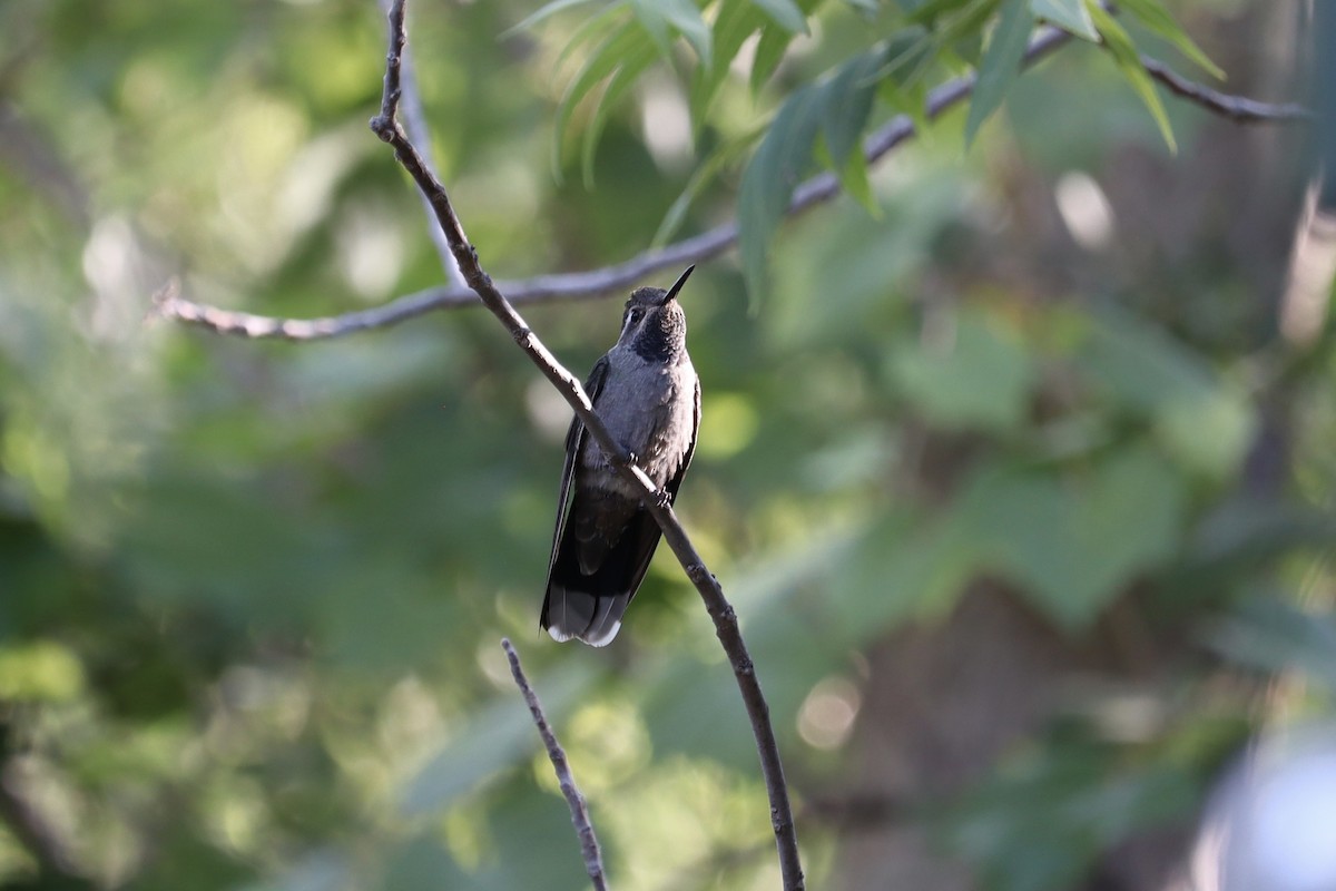 kolibřík blankytohrdlý - ML620838009