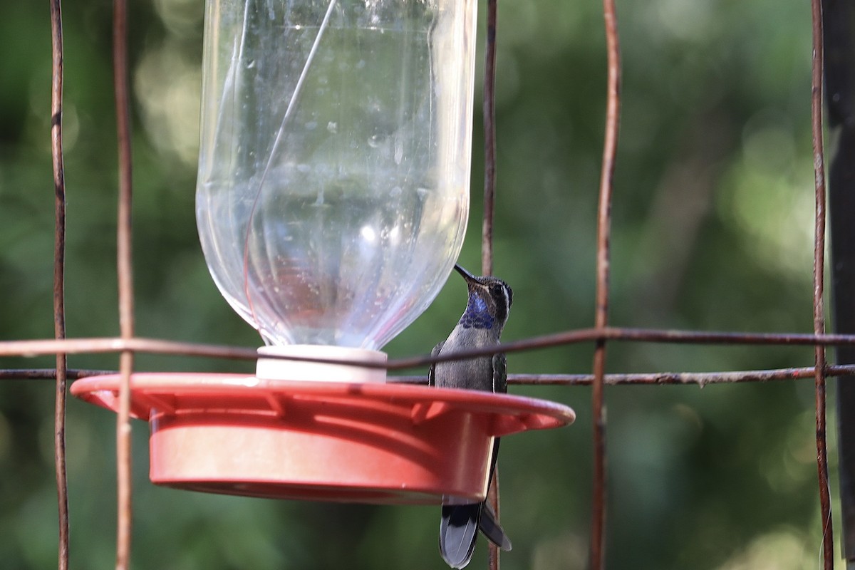 kolibřík blankytohrdlý - ML620838010