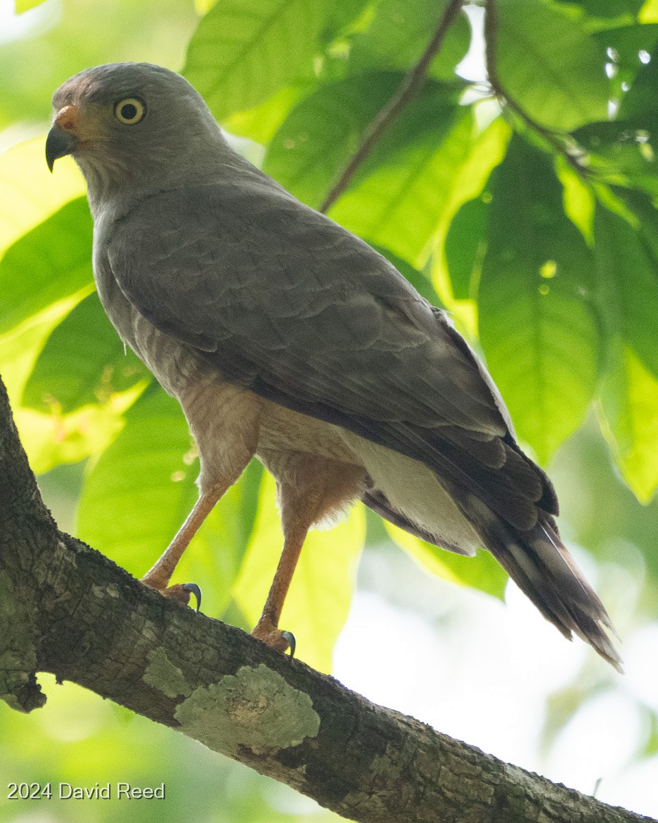 Double-toothed Kite - ML620838013