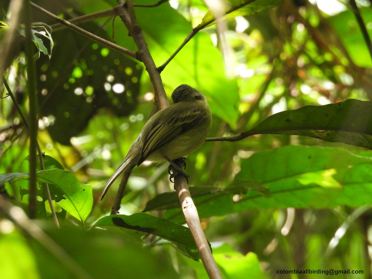 Gray-crowned Flatbill - ML620838014