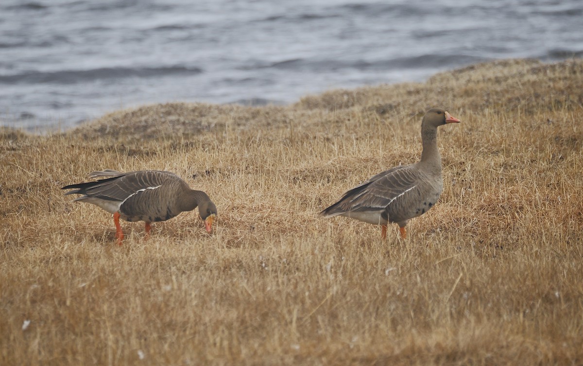 Greater White-fronted Goose - ML620838024