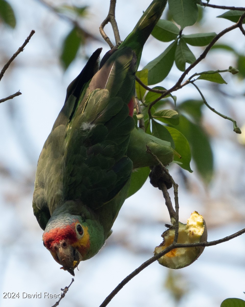 Red-lored Parrot - ML620838070