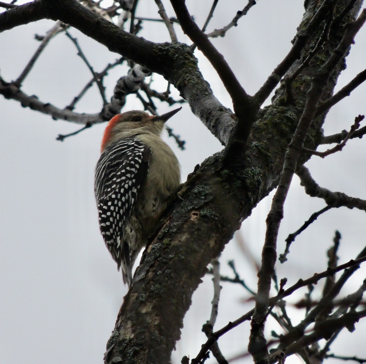 Red-bellied Woodpecker - ML620838075