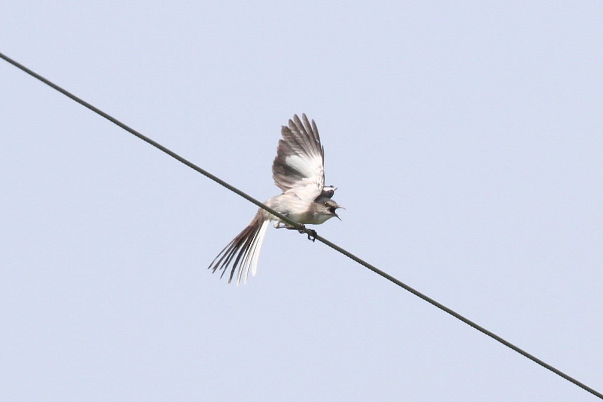 Northern Mockingbird - ML620838095