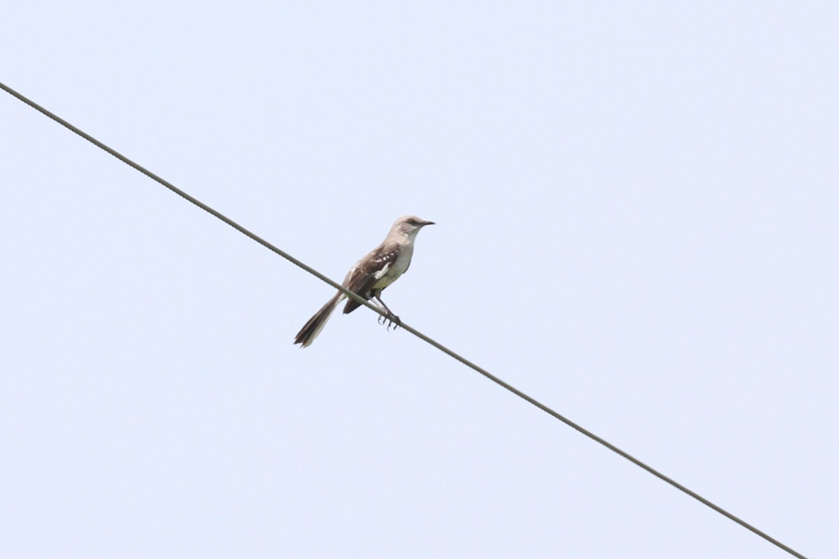 Northern Mockingbird - ML620838099