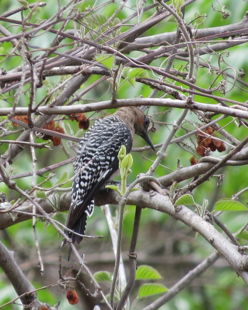 Gray-breasted Woodpecker - ML620838109