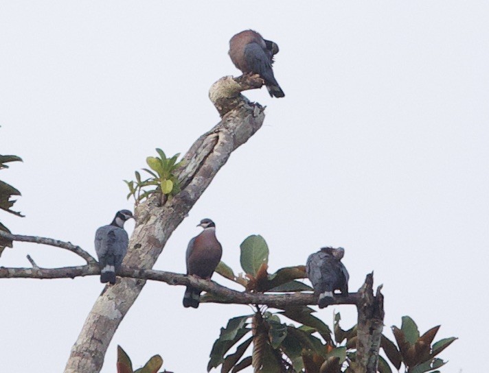Collared Imperial-Pigeon - ML620838137